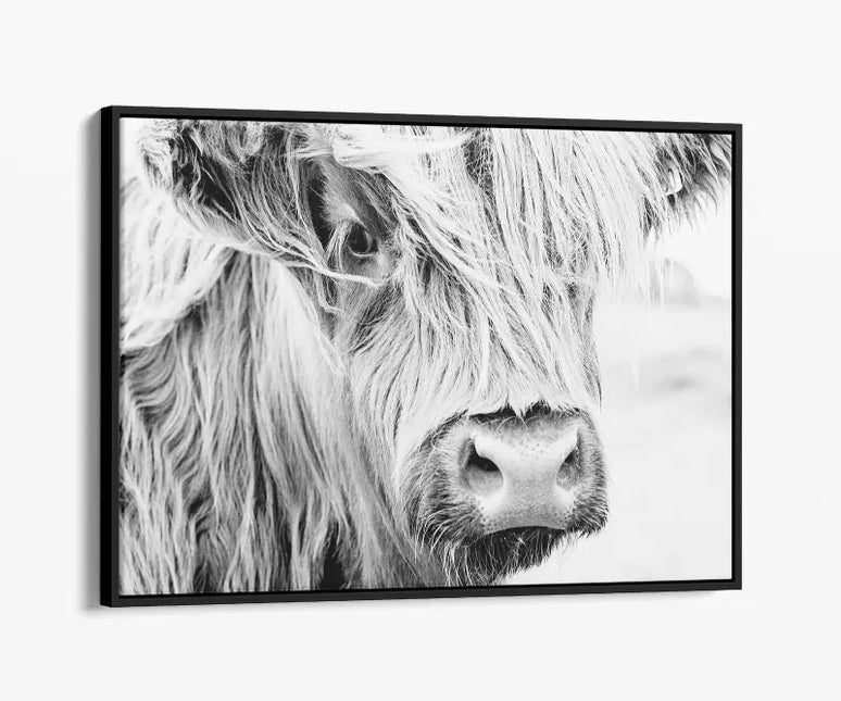 ANIMAL ART HIGHLAND COW