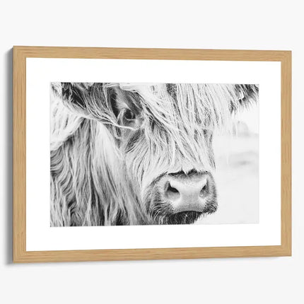 ANIMAL ART HIGHLAND COW