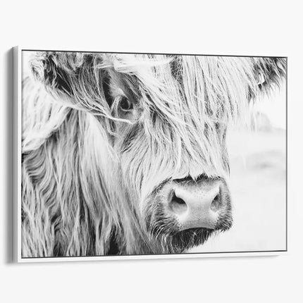 ANIMAL ART HIGHLAND COW