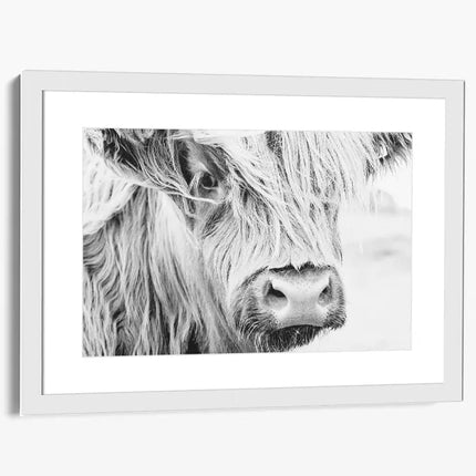 ANIMAL ART HIGHLAND COW