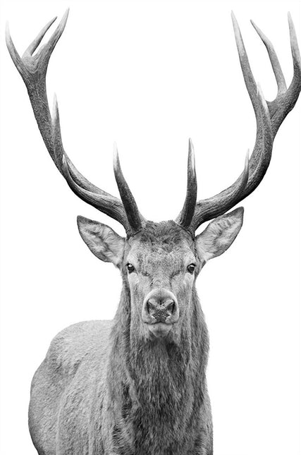 ANIMAL ART STAG