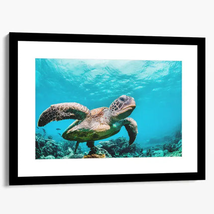 ANIMAL ART TURTLE