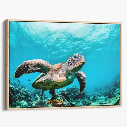 ANIMAL ART TURTLE