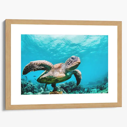 ANIMAL ART TURTLE