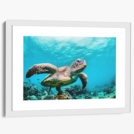 ANIMAL ART TURTLE