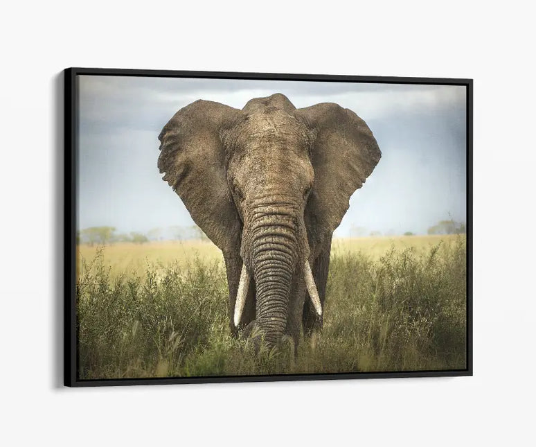 ANIMAL ART ELEPHANT