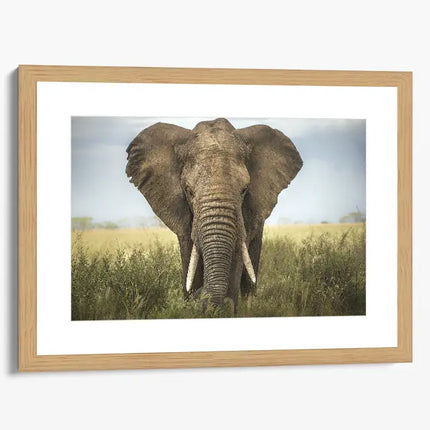 ANIMAL ART ELEPHANT