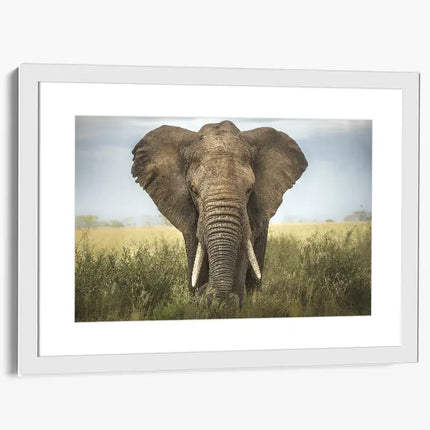 ANIMAL ART ELEPHANT