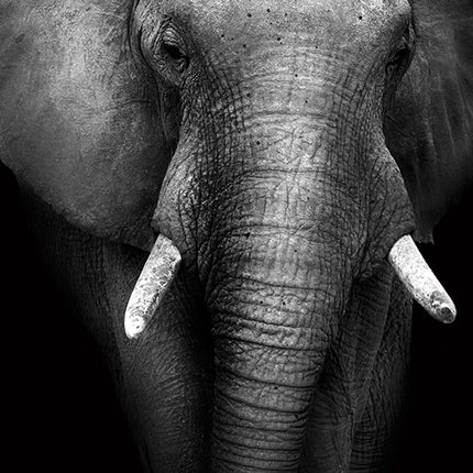 ANIMAL ART ELEPHANT