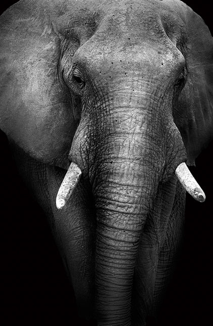 ANIMAL ART ELEPHANT