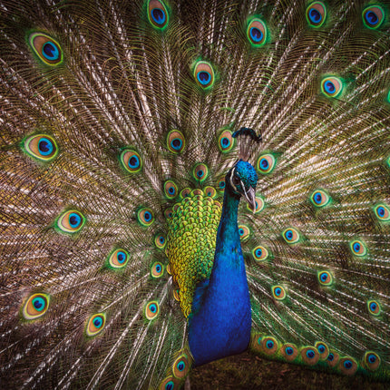 ANIMAL ART PEACOCK