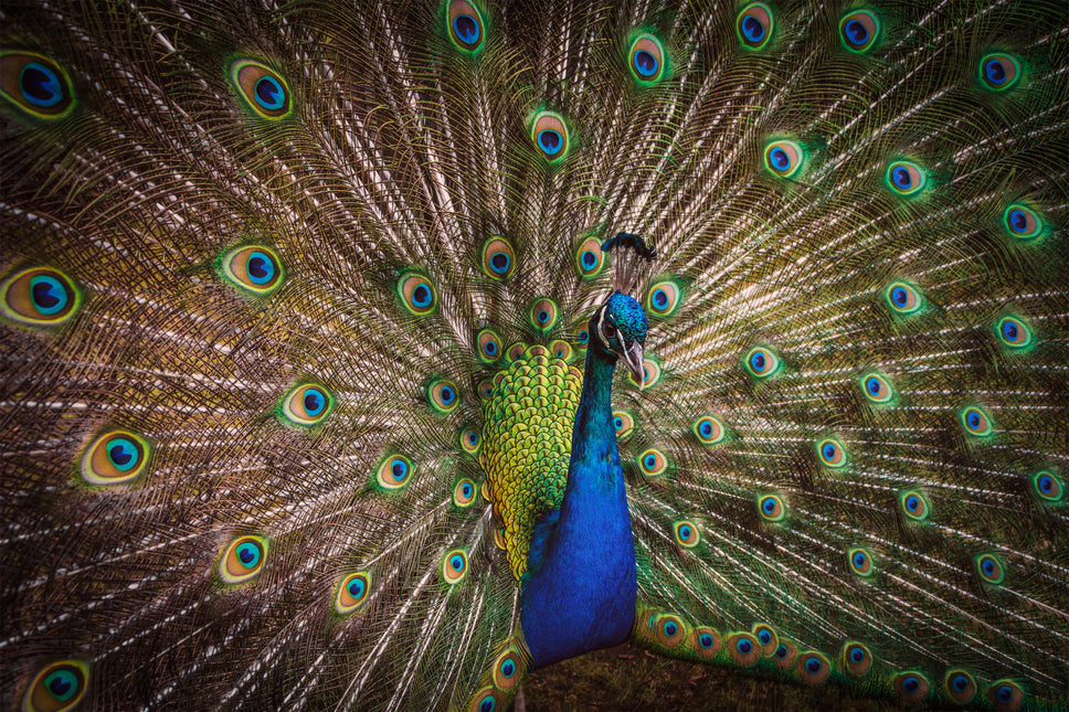 ANIMAL ART PEACOCK