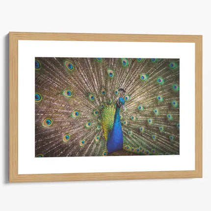 ANIMAL ART PEACOCK