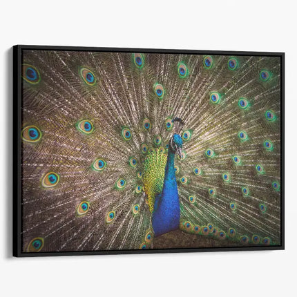 ANIMAL ART PEACOCK