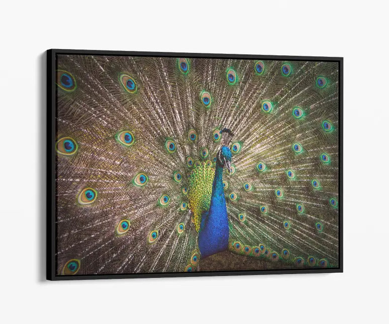 ANIMAL ART PEACOCK