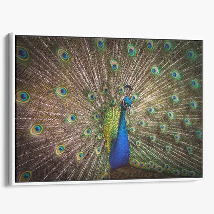 ANIMAL ART PEACOCK