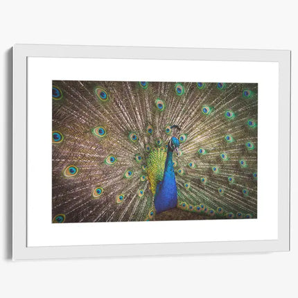 ANIMAL ART PEACOCK