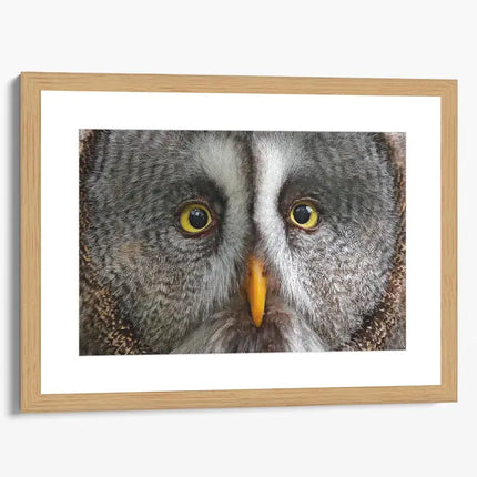 ANIMAL ART OWL