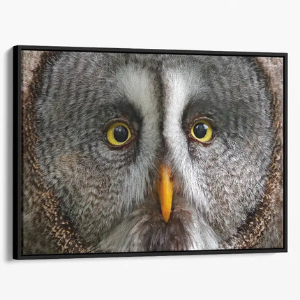 ANIMAL ART OWL