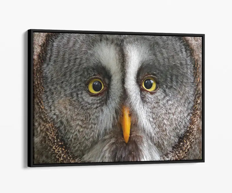 ANIMAL ART OWL