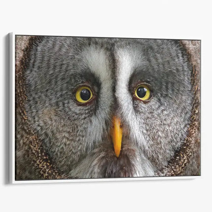 ANIMAL ART OWL