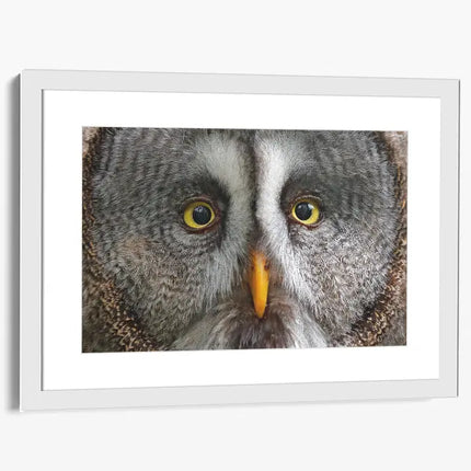 ANIMAL ART OWL