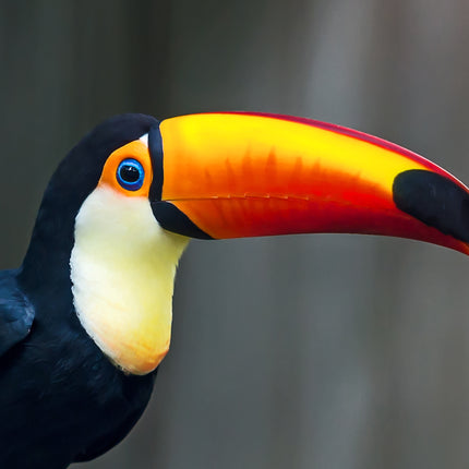 ANIMAL ART TOUCAN