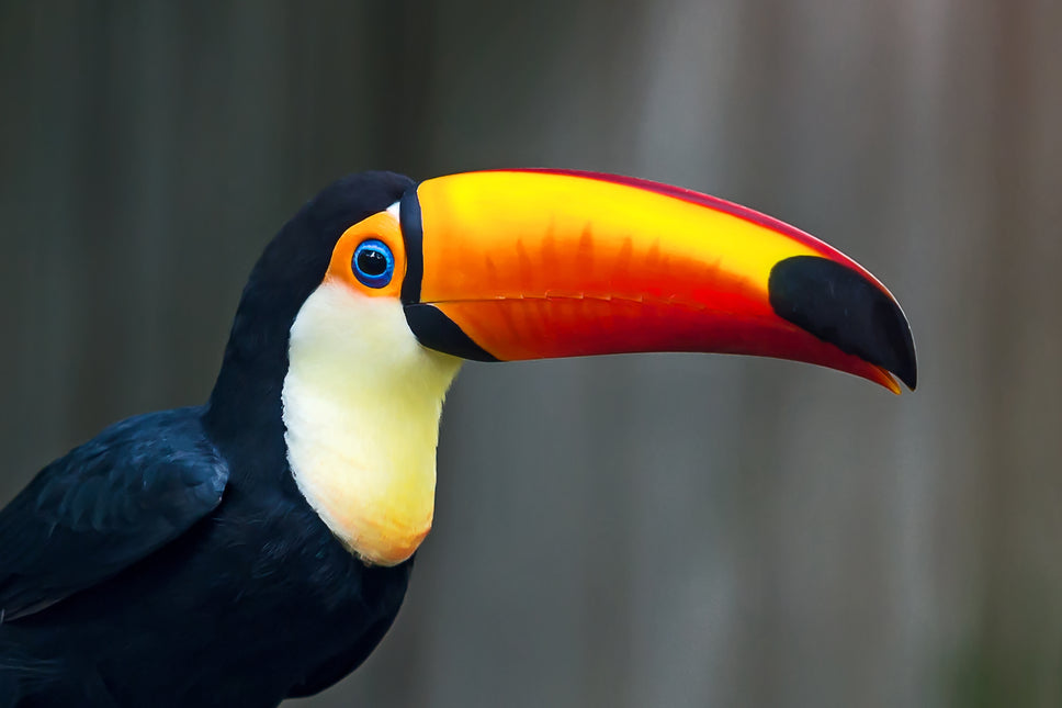 ANIMAL ART TOUCAN