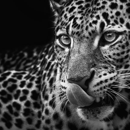 ANIMAL ART LEOPARD