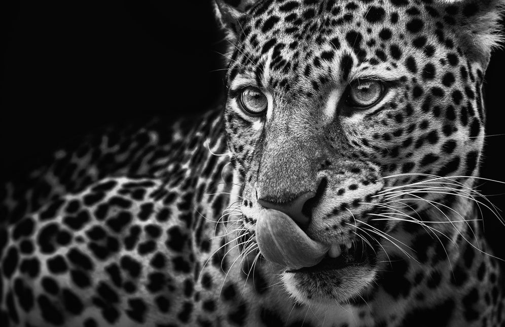 ANIMAL ART LEOPARD