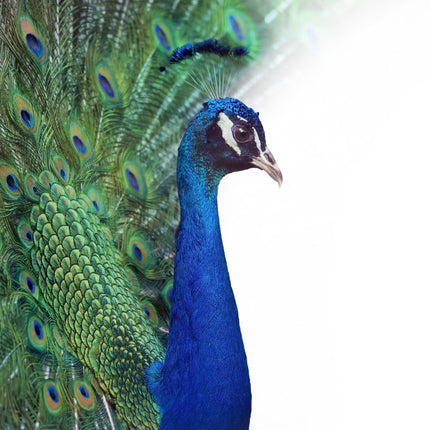 ANIMAL ART PEACOCK