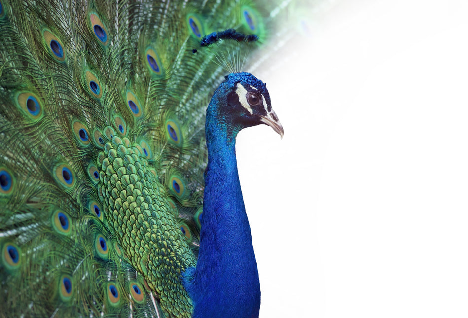 ANIMAL ART PEACOCK