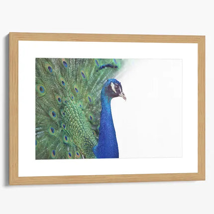 ANIMAL ART PEACOCK