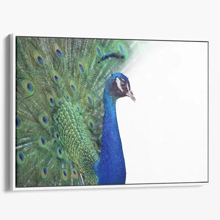 ANIMAL ART PEACOCK