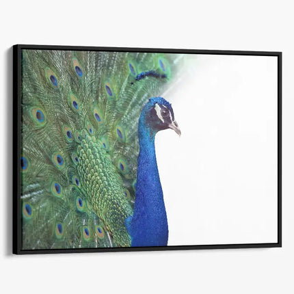 ANIMAL ART PEACOCK