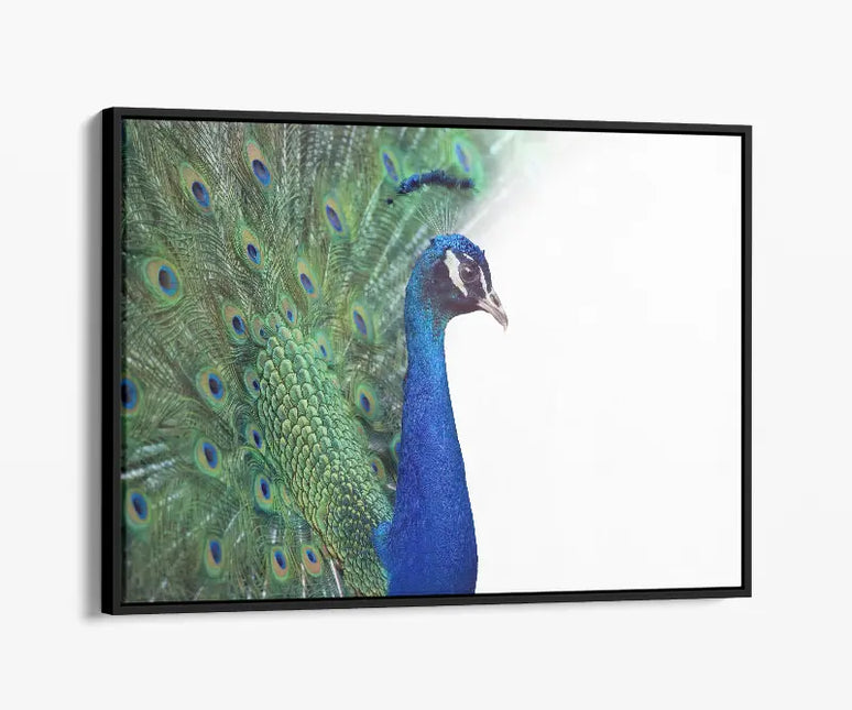 ANIMAL ART PEACOCK