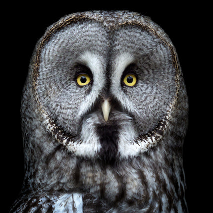 ANIMAL ART OWL