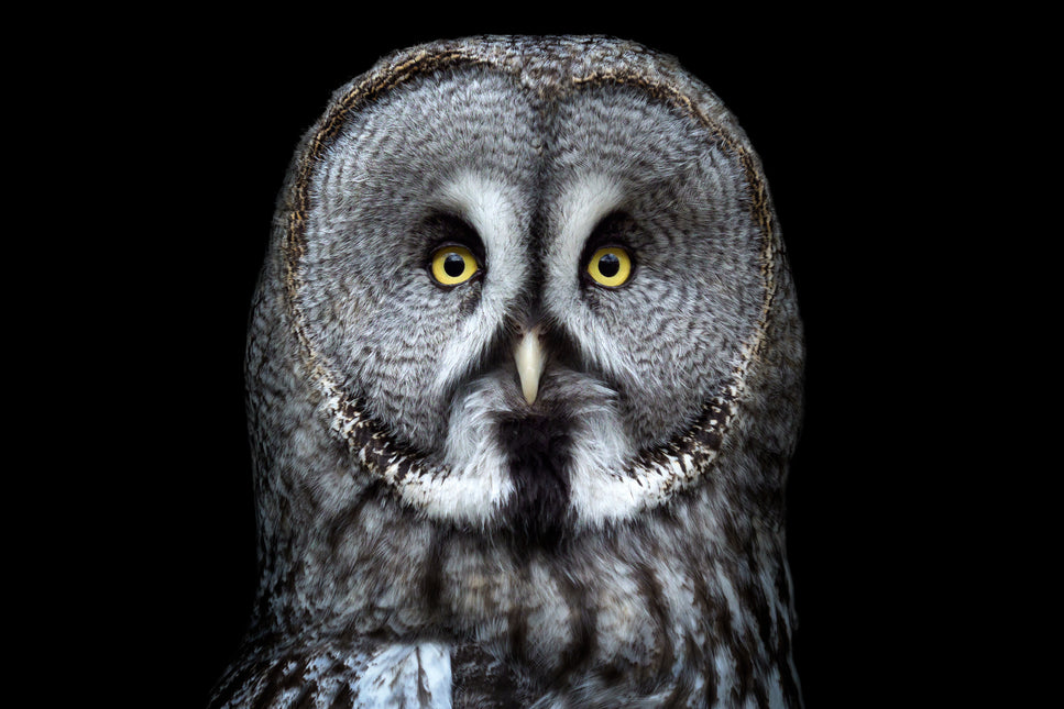 ANIMAL ART OWL