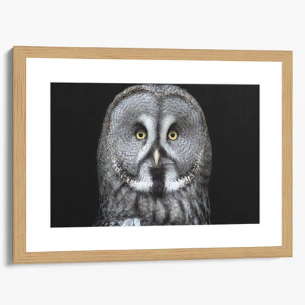 ANIMAL ART OWL