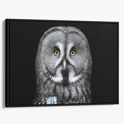 ANIMAL ART OWL