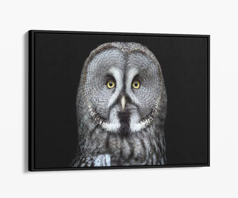 ANIMAL ART OWL