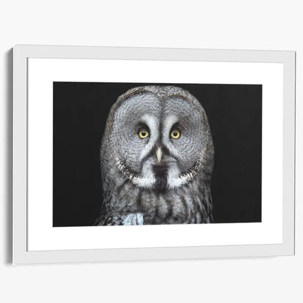 ANIMAL ART OWL