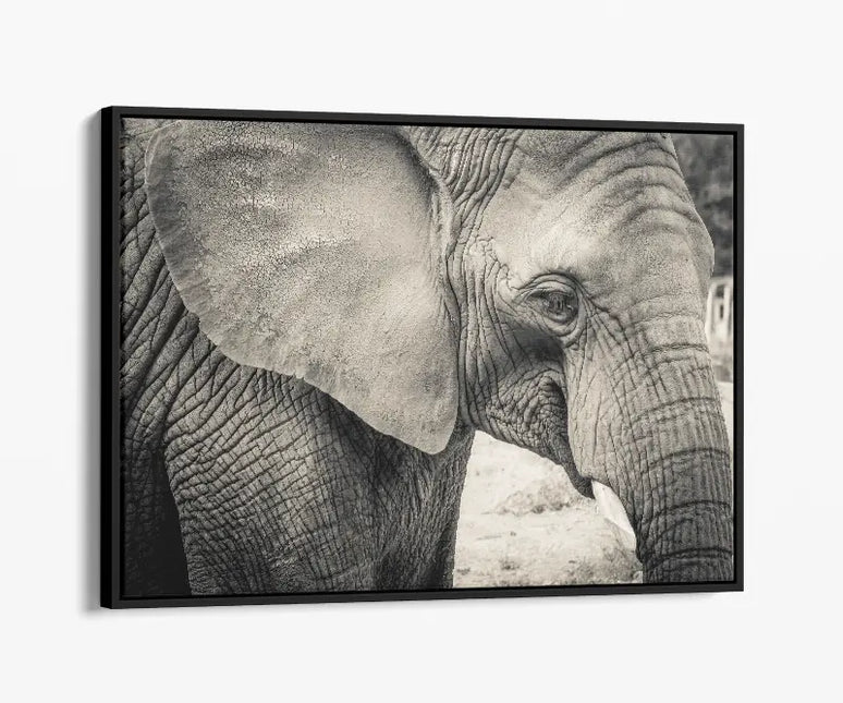 ANIMAL ART ELEPHANT