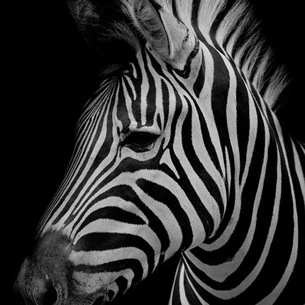 ANIMAL ART ZEBRA