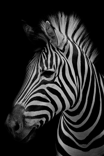 ANIMAL ART ZEBRA