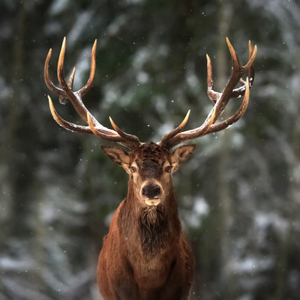 ANIMAL ART STAG