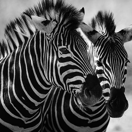 ANIMAL ART ZEBRA