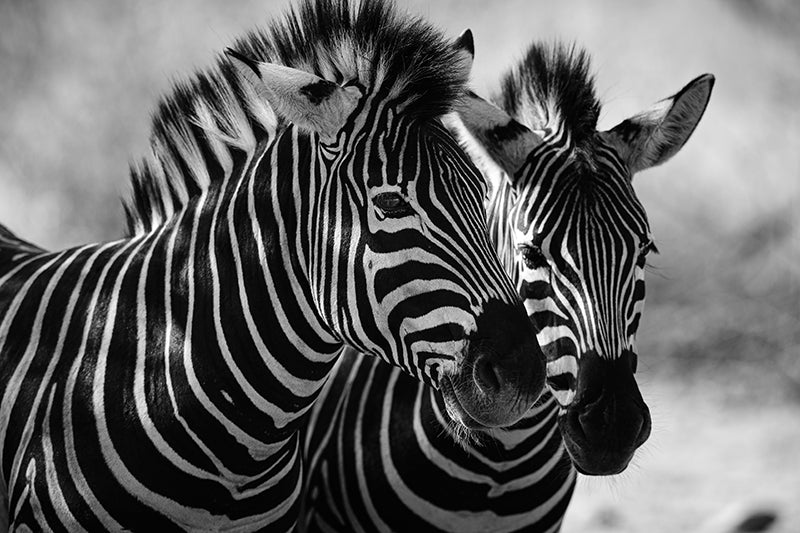 ANIMAL ART ZEBRA