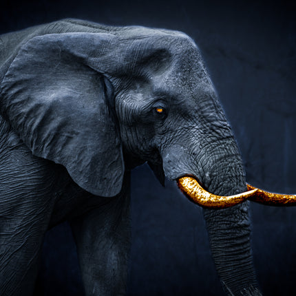 ANIMAL ART ELEPHANT