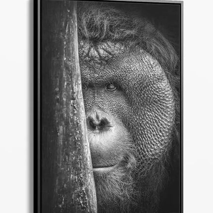 ANIMAL ART ORANGUTAN